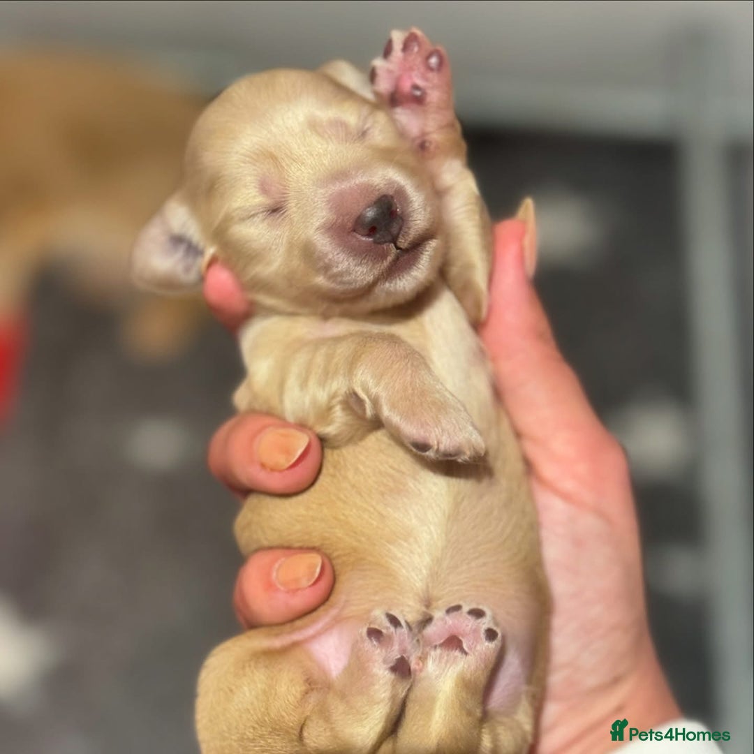 Miniature Dachshund dogs for stud: Black&Cream Miniature LongCoat (CarriesChoc) 3.9kg in Dalry - Image 3