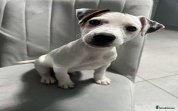Jack Russell dogs for sale: Jack Russel for Sale  - Image 2