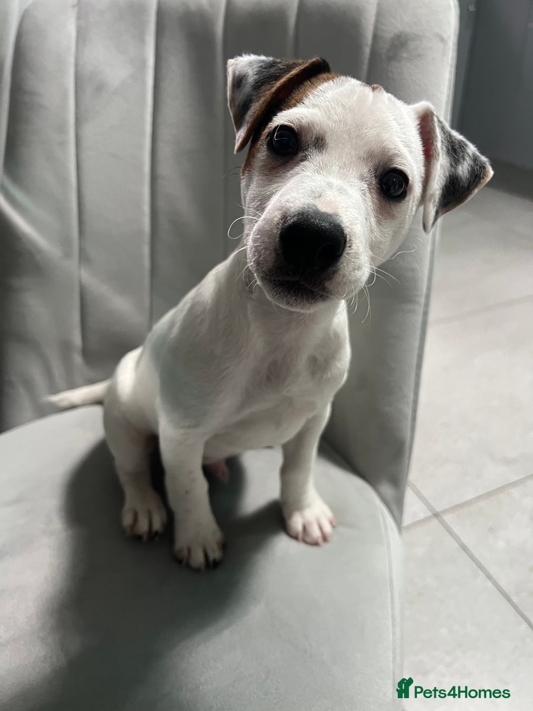 Jack Russell dogs for sale: Jack Russel for Sale  - Image 2