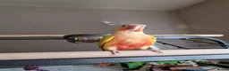 Conures birds for sale: Beautiful fully hand reared conures  - Advert 6
