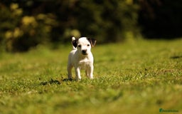 Parson Russell dogs for sale: Pedigree Parson Russell Terriers Puppies. - Image 2