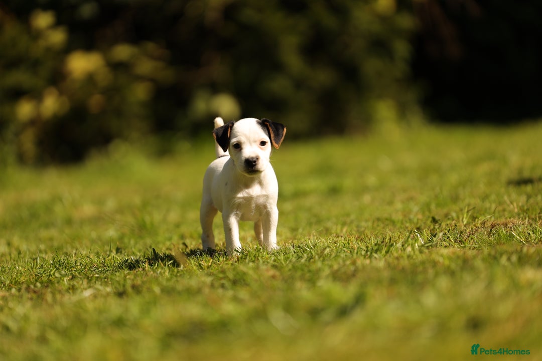 Parson Russell dogs for sale: Pedigree Parson Russell Terriers Puppies. - Image 2