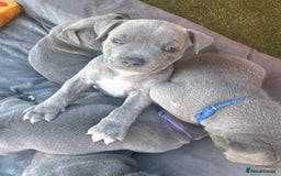 Staffordshire Bull Terrier dogs for sale: Cheeky, affectionate Blue Staffy pups M/F - Image 2