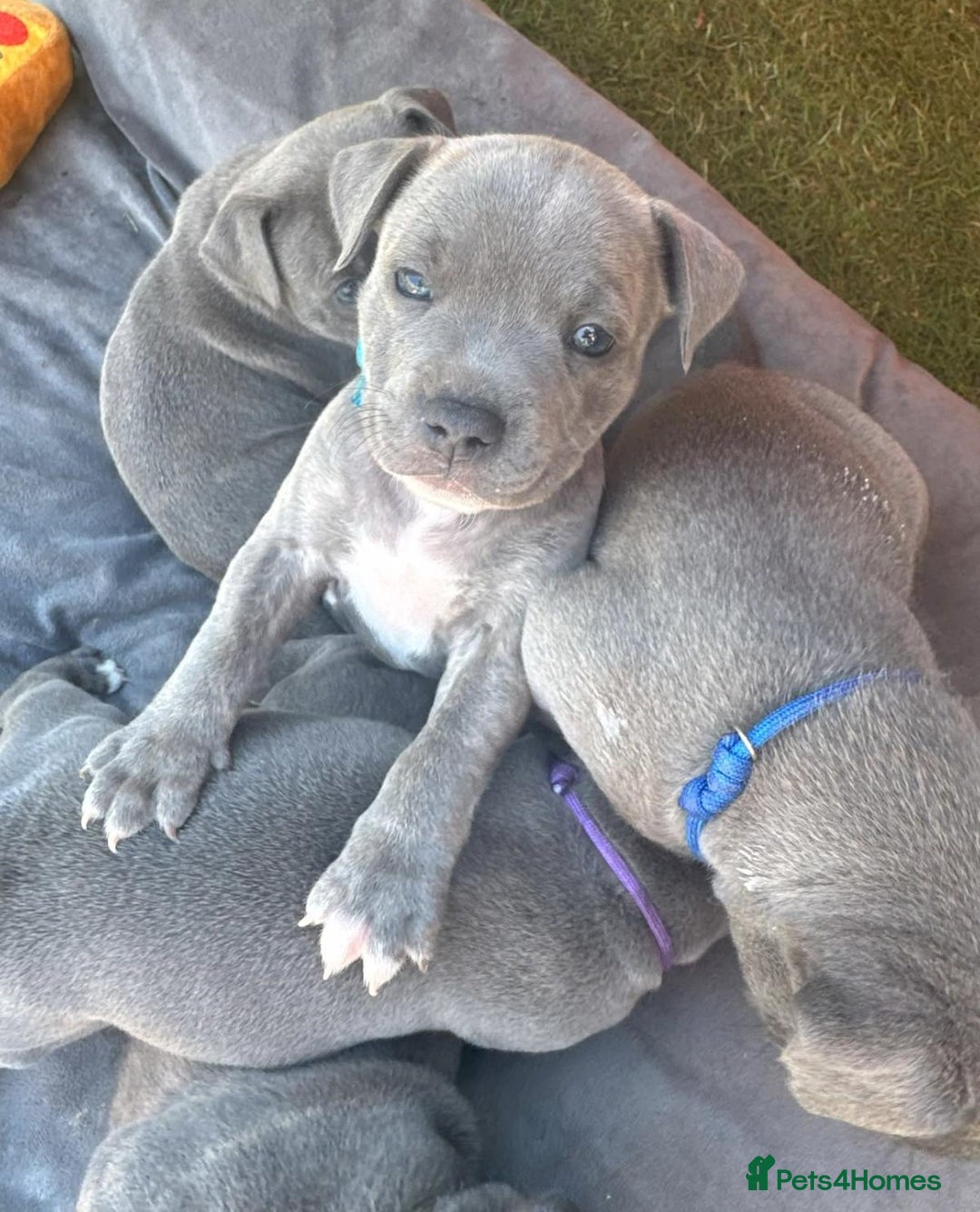 Staffordshire Bull Terrier dogs for sale: Cheeky, affectionate Blue Staffy pups M/F - Image 2