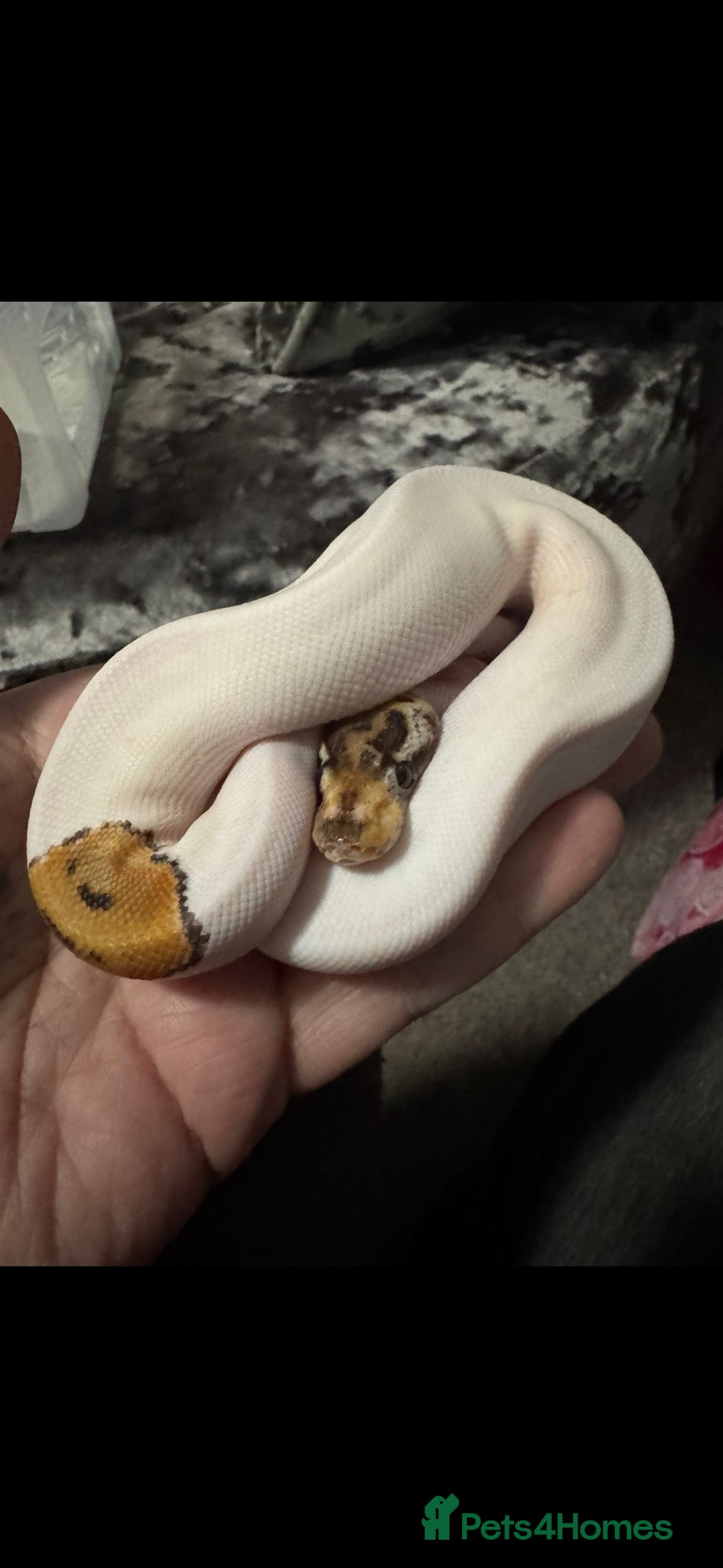 Python Snake reptiles Male special pied royal python  - Advert 12