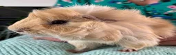 Guinea Pig rodents for sale: Beautiful, healthy, friendly brother guinea pigs - Advert 3