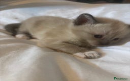 Ragamese cats for sale: ragamese kittens - Image 8
