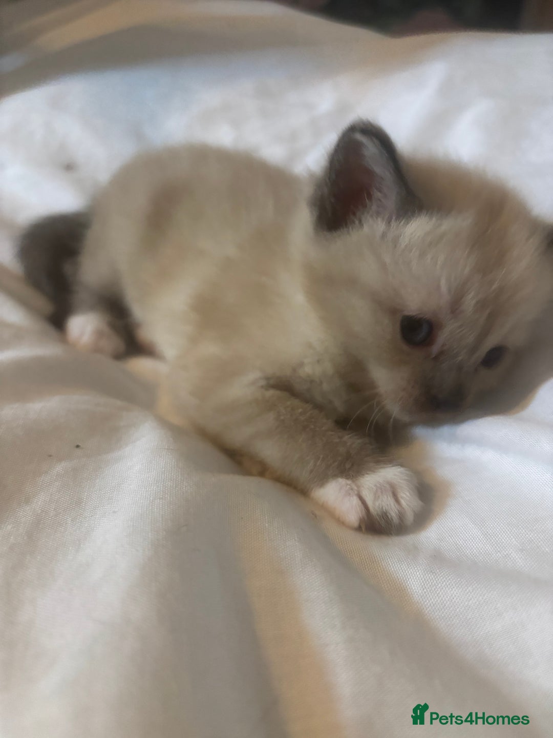 Ragamese cats for sale: ragamese kittens - Image 8