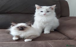 Ragdoll cats for sale: RAGDOLL BICOLOUR BOY BLUE EYES READY NOW! - Image 34
