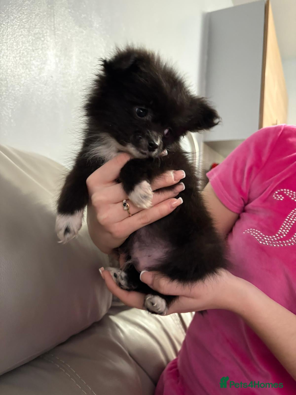 Pomeranian dogs Minature Pomeranian Puppy - Advert 16