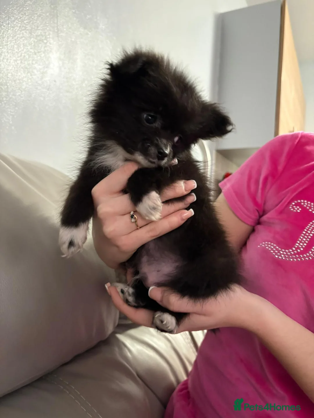 Pomeranian dogs for sale: Minature Pomeranian Puppy - Advert 1