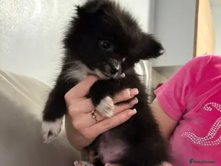 Pomeranian dogs Minature Pomeranian Puppy - Advert 15