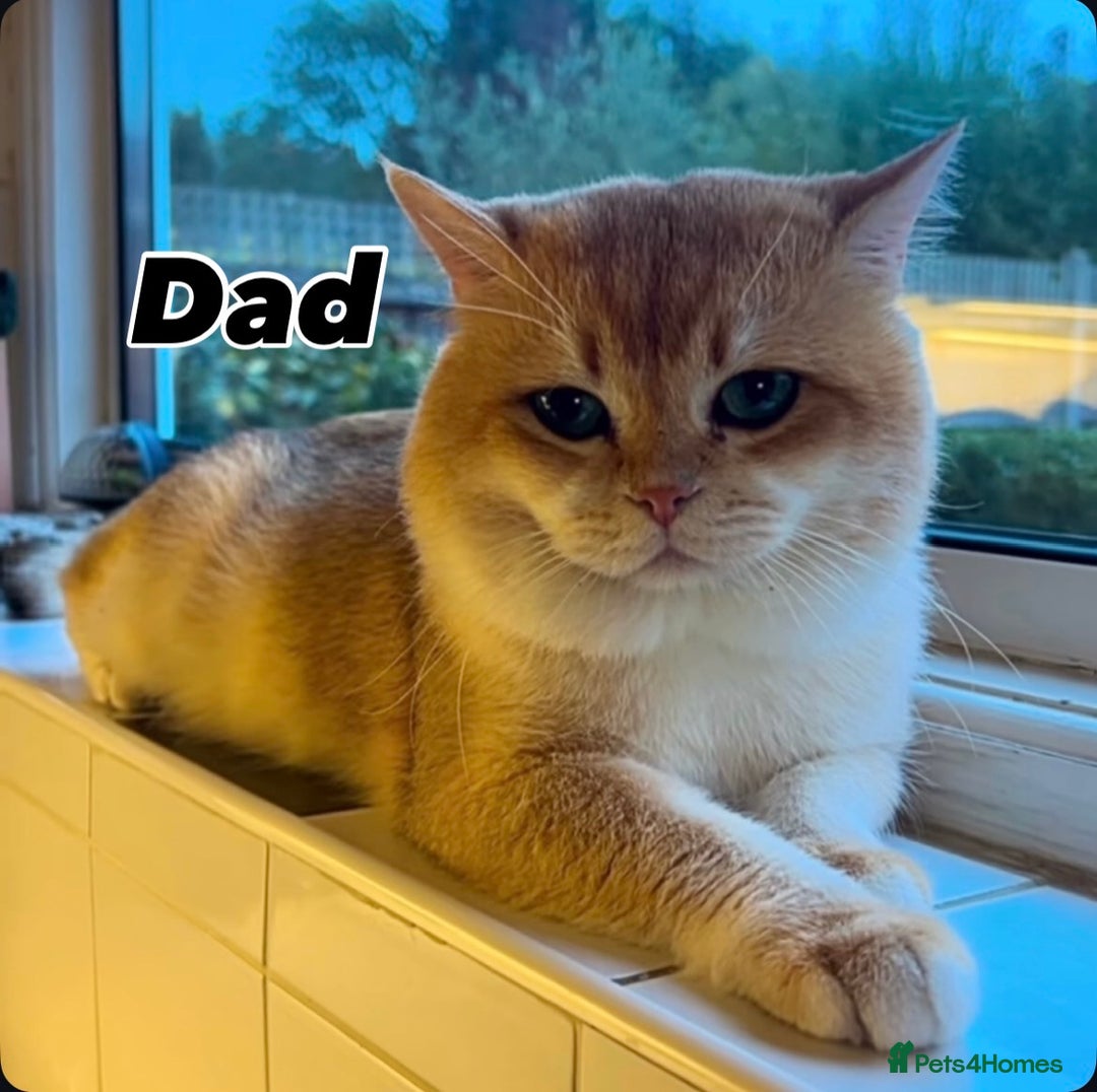 British Shorthair cats for sale: Stunning litter of 6 nuggets! - Advert 21