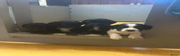 Cocker Spaniel dogs for sale: Ready now working cocker spaniel pups - Advert 4