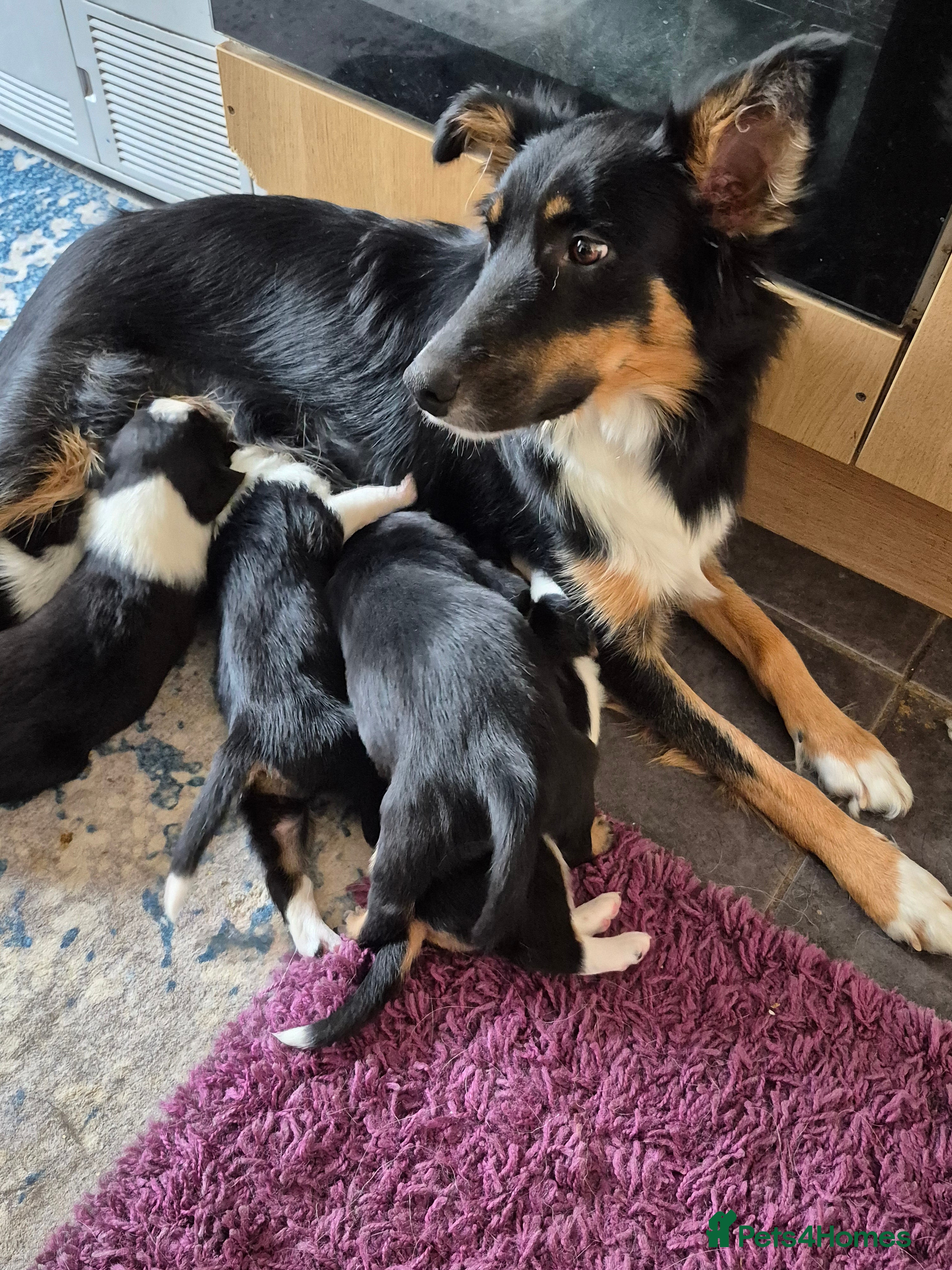 Mixed Breed dogs Collie x Kelpie Puppies ready to go 28th December  - Advert 8