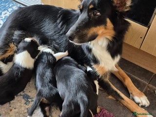 Mixed Breed dogs Collie x Kelpie Puppies ready to go 28th December - Advert 2