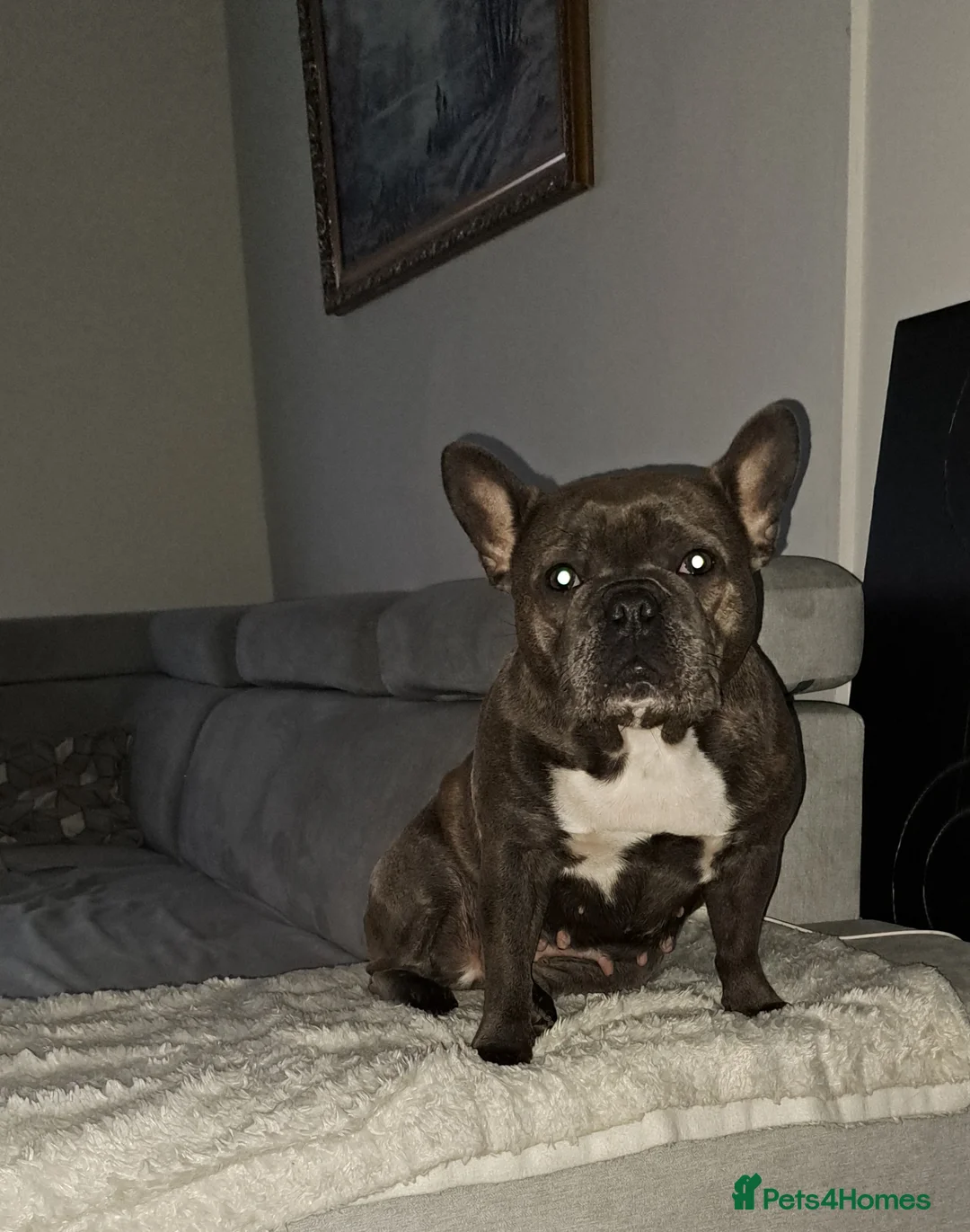 French Bulldog dogs for sale: French Bulldog  - Advert 1