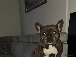 French Bulldog dogs French Bulldog - Advert 2