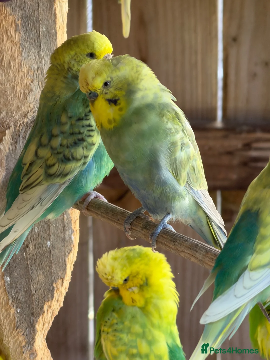 Budgerigars birds for sale: Mixed budgies  - Advert 6