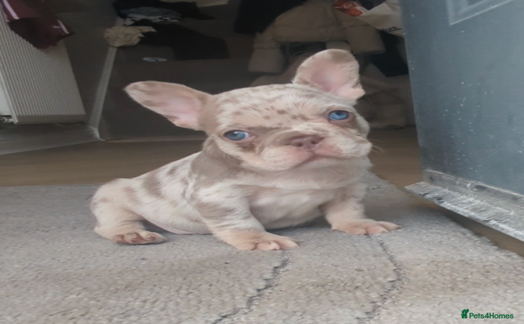 French Bulldog dogs - Advert 12