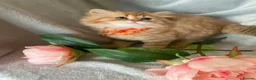 British Longhair cats for sale: British longhair  - Advert 5