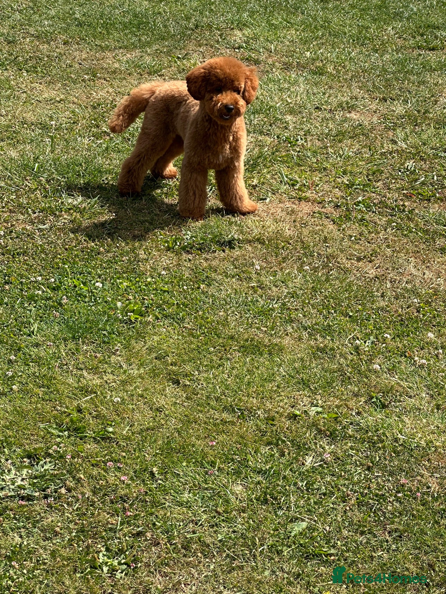 Toy Poodle dogs STUD only - Advert 1