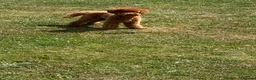Toy Poodle dogs for stud: STUD only - Advert 1