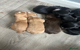 Cocker Spaniel dogs for sale: Cocker spaniel puppies  - Image 2