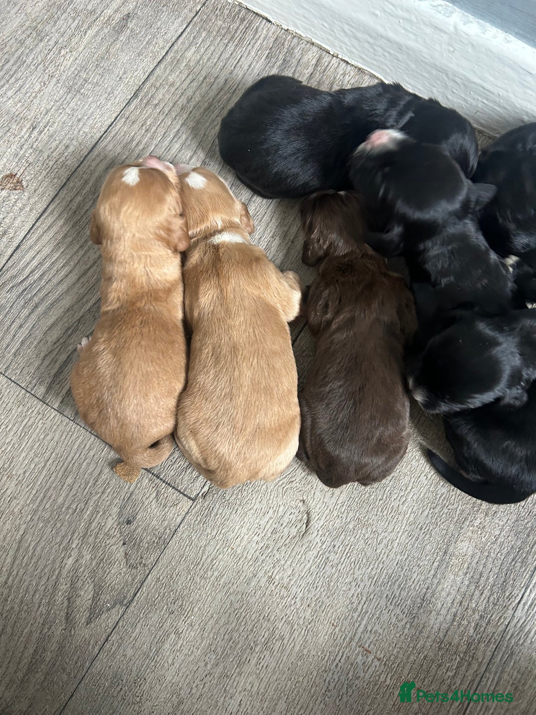 Cocker Spaniel dogs for sale: Cocker spaniel puppies  - Image 2