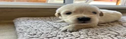 Golden Retriever dogs for sale: Health tested and KC-stunning golden retrievers  - Advert 13