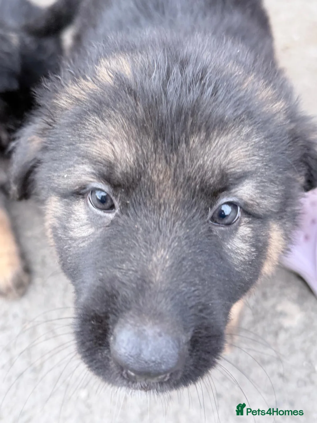 German Shepherd dogs for sale: German shepherd Full breed  in Newcastle upon Tyne - Advert 1