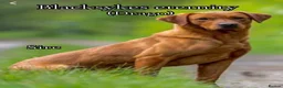 Labrador Retriever dogs for sale: KC Registered Fox Red Labradors  - Advert 3