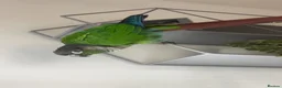 Conures birds for sale: beautiful 18 month old green cheek conure in Newport - Advert 11