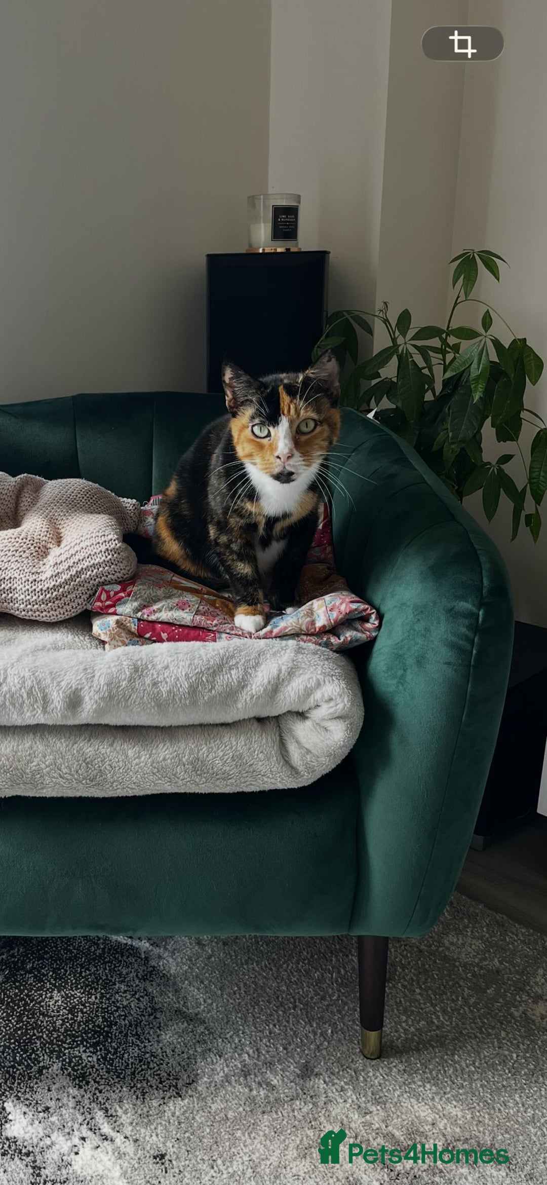 Mixed Breed cats for sale: Tortoise Shell Cat needs new home  - Advert 2