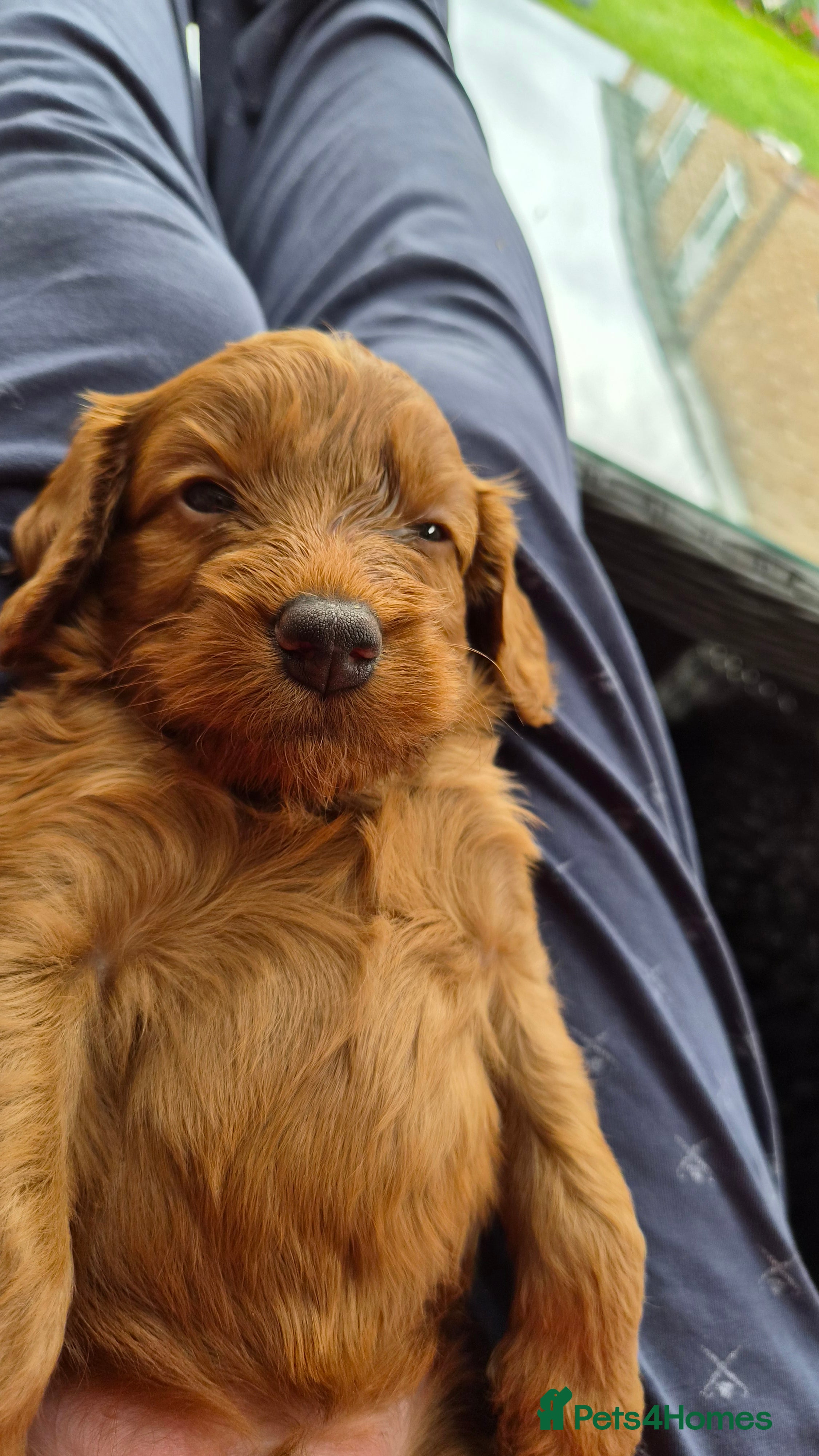 Cockapoo dogs Gorgeous Cockapoo Puppies Available forReservation - Advert 2