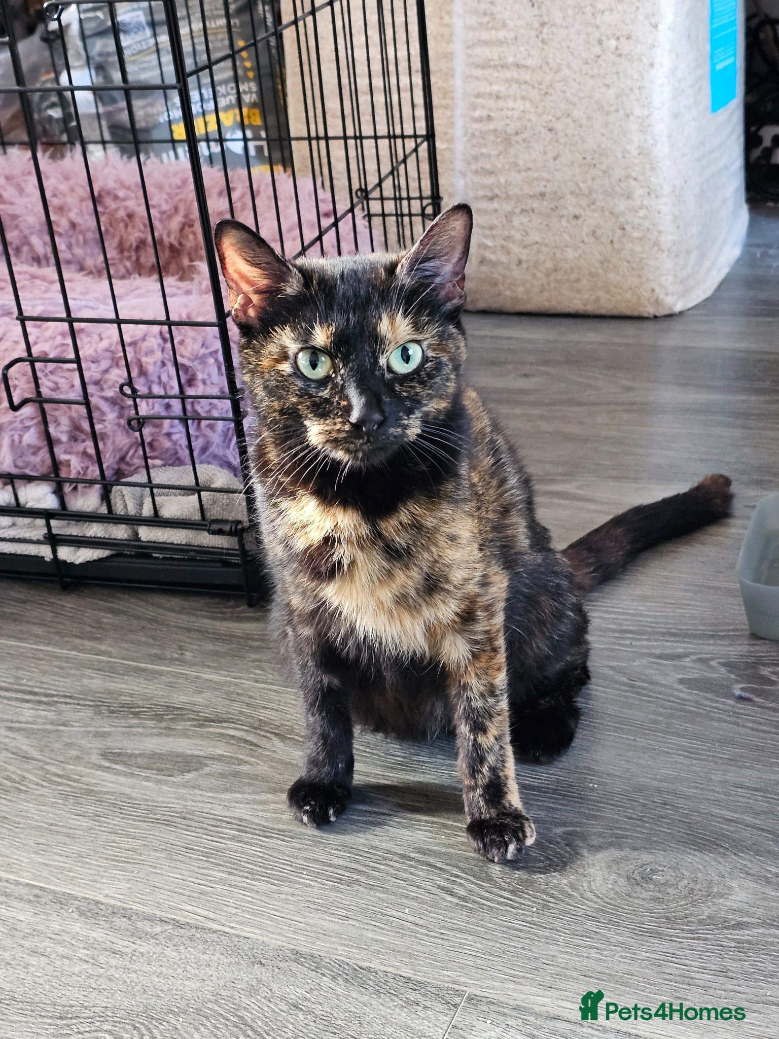 Mixed Breed cats 2 beautiful kittens - Advert 14