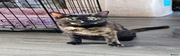 Mixed Breed cats for sale: 2 beautiful kittens - Advert 1