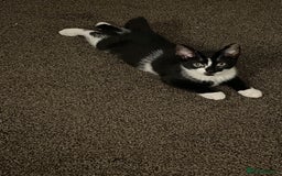 Bombay cats for sale: Kittens Looking for their new home - Image 5