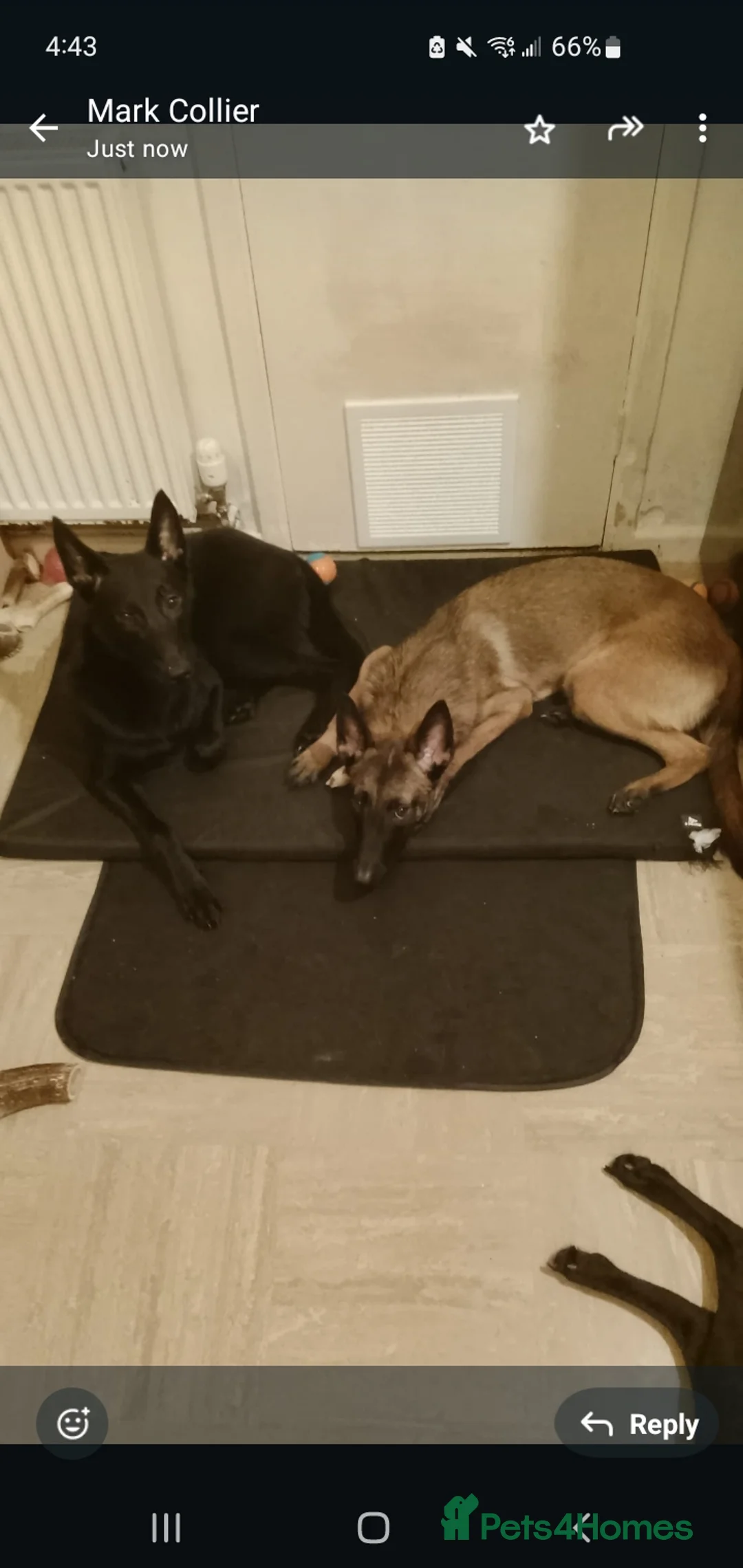 Belgian Shepherd Dog dogs for sale: Belgian malinois puppies  - Advert 1