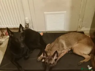 Belgian Shepherd Dog dogs Belgian malinois puppies - Advert 3