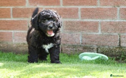 Cavapoochon dogs for sale: Beautiful Cavapoochon female puppy for sale - Image 11