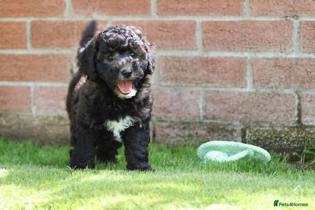 Cavapoochon dogs for sale: Beautiful Cavapoochon female puppy for sale - Image 11