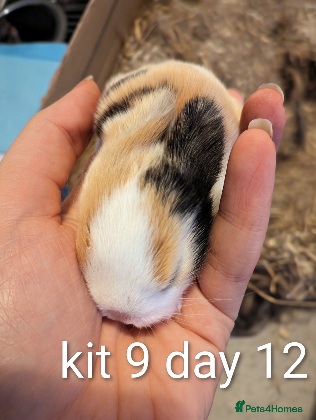 Mini Lop rabbits for sale: Pure bred mini lop babies (indoor only homes) - Advert 10