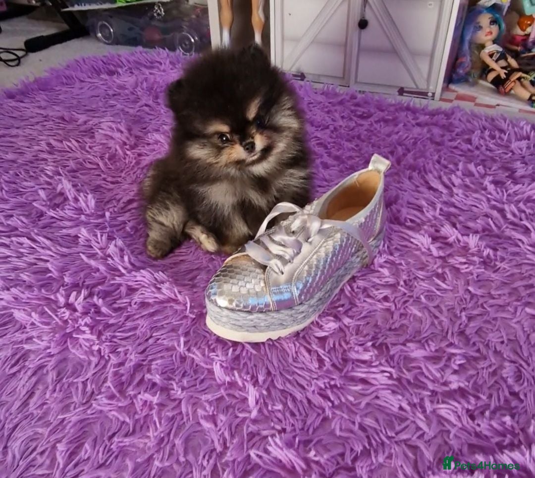 Pomeranian dogs RARE in size True mini pups 3💙 1🩷 40+🏆lines  - Advert 10