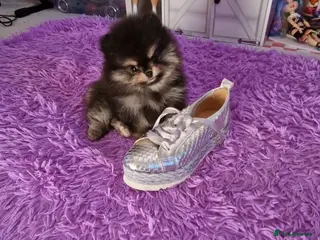 Pomeranian dogs RARE in size True mini pups 3💙 1🩷 40+🏆lines - Advert 1