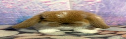 Mini Lion Lop rabbits for sale: Double mane lionlops vaccinated soon available  - Advert 6