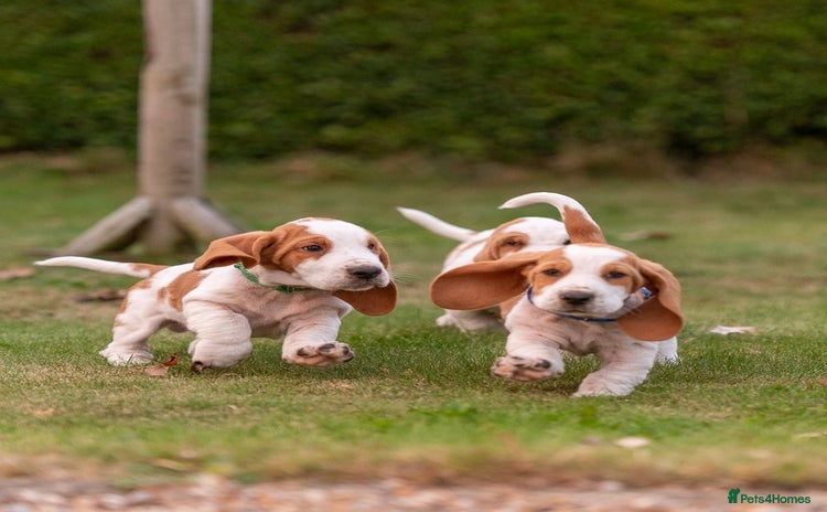 Basset Hound dogs - Advert 1