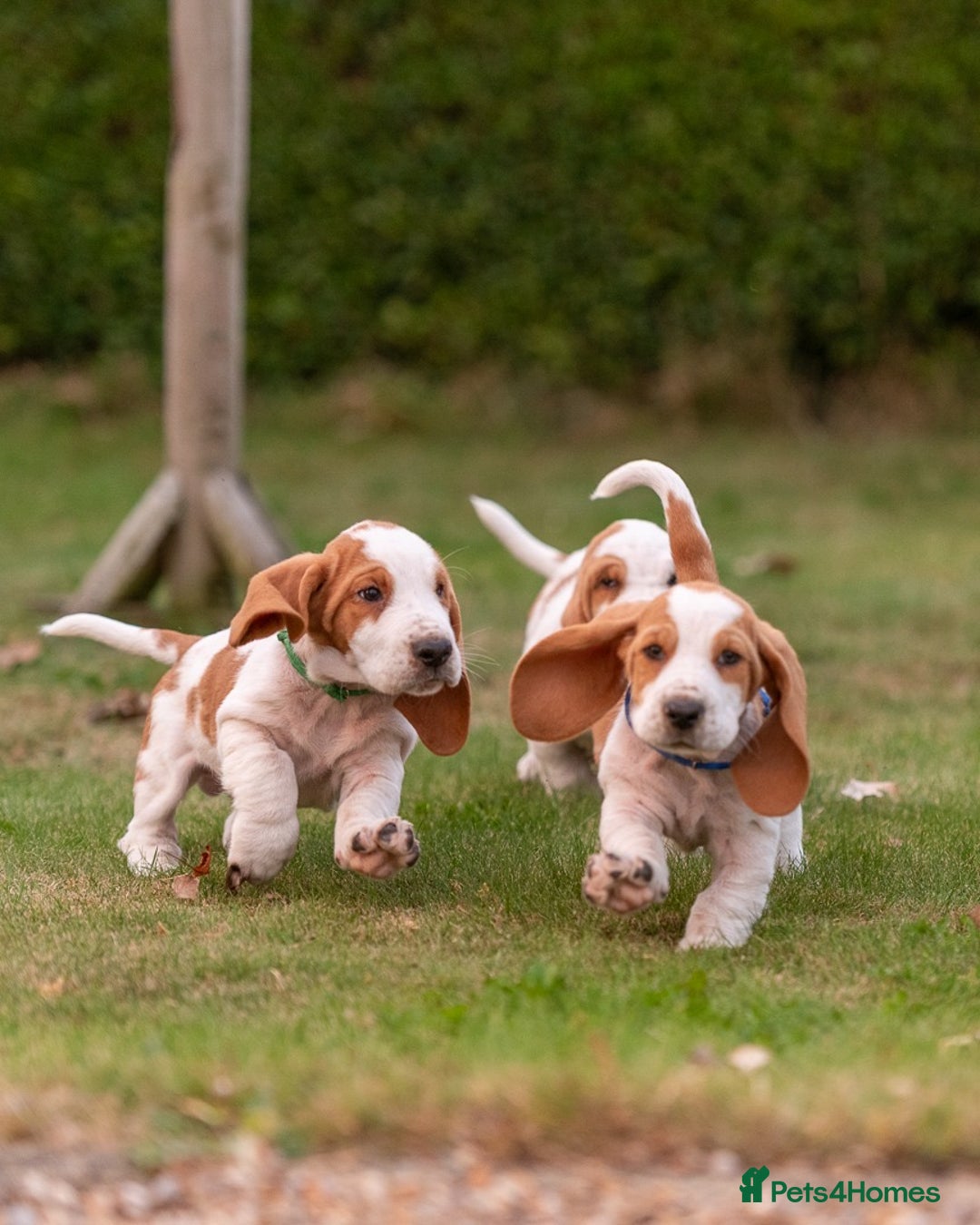 Adopt Bloodhound Basset Hound Mix Puppies For Sale Basset Hound