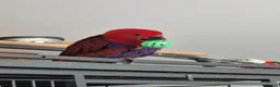 Parrots birds for sale: Eclectus parrot female 8 months old nearly in Preston - Advert 4