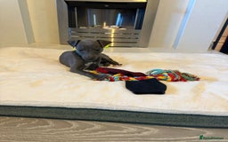 Whippet dogs for sale: 8 Week Old Whippet Puppies  - Advert 23